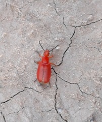 Rhyphonemognatha rufa