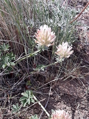 Trifolium macrocephalum