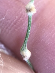 Aceria paracalifornica