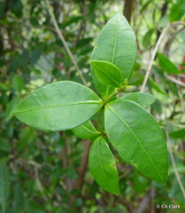 Alyxia stellata