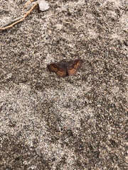 Leptostales rubromarginaria
