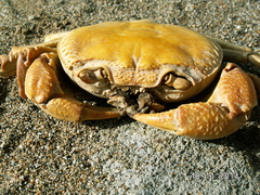 Potamon hippocratis