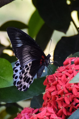 Papilio polymnestor