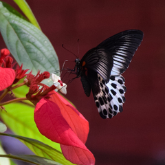 Papilio polymnestor