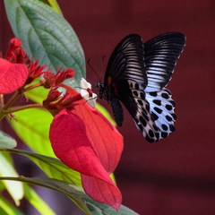 Papilio polymnestor