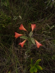 Alstroemeria gardneri