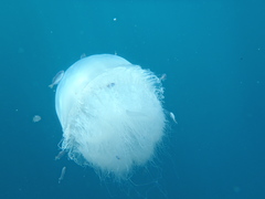 Rhopilema nomadica
