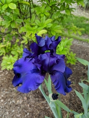 Iris