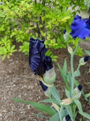 Iris