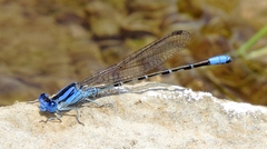 Argia alberta