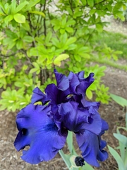 Iris