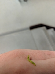 Lepidoptera