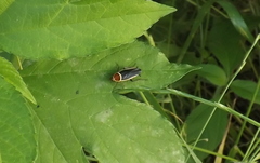 Pseudomops septentrionalis