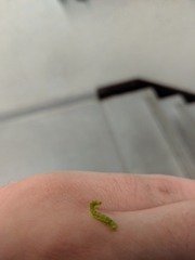 Lepidoptera