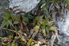 Anemia speciosa