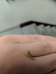 Lepidoptera
