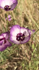 Clarkia cylindrica