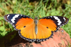 Hypolimnas misippus