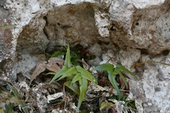 Anemia speciosa