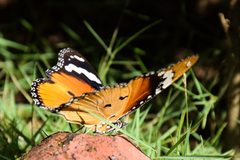 Hypolimnas misippus