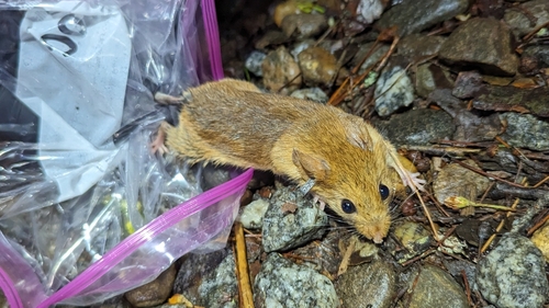 Golden Mouse