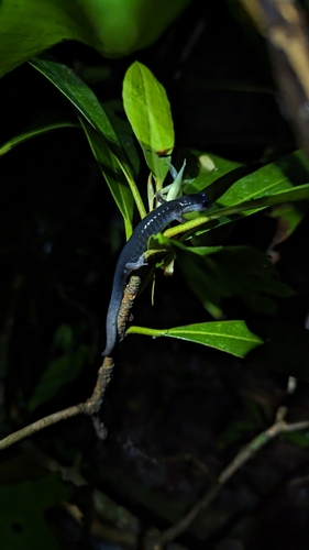 Southern Gray-cheeked Salamander
