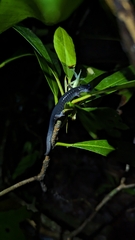 Southern Gray-Cheeked Salamander photo 3