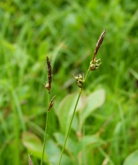 Carex lucorum