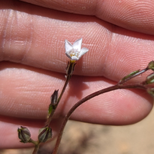 Image of Gilia clokeyi by (c) My-Lan Le, some rights reserved (CC BY)