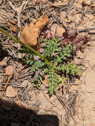 Image of Gilia clokeyi by (c) My-Lan Le, some rights reserved (CC BY)