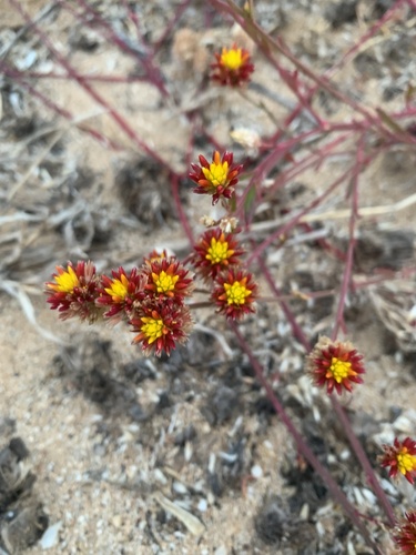 Ptilotus conicus