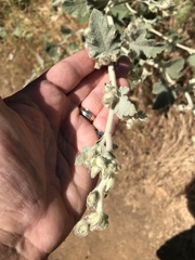 Malacothamnus fremontii