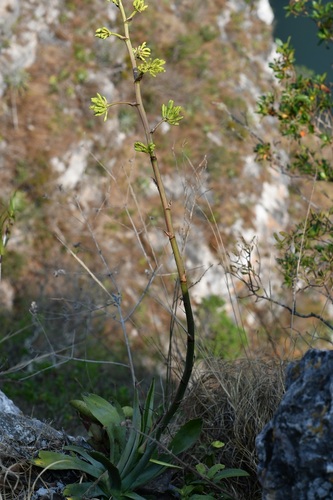 Agave hiemiflora
