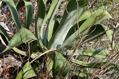 Agave kewensis