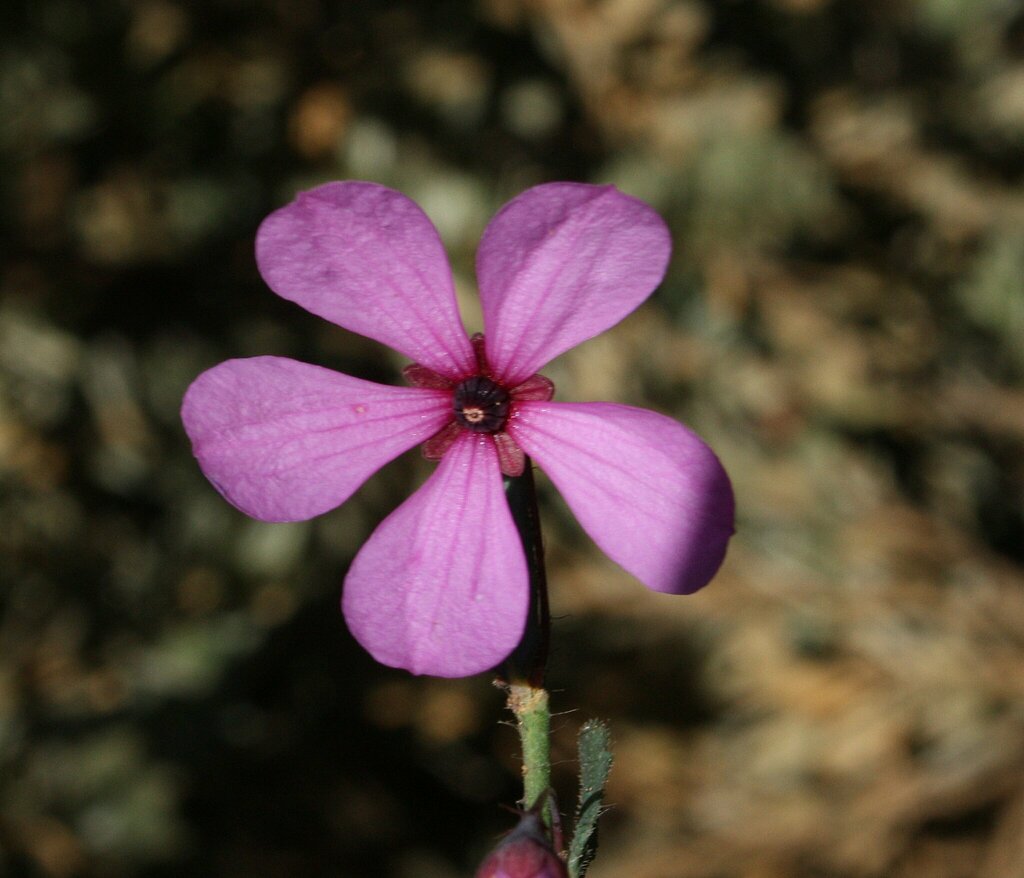 Tetratheca setigera