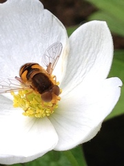 Parhelophilus obsoletus