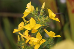 Rhexia lutea