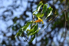 Anemopaegma chrysanthum