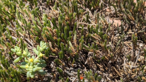 Image of Riddell's Spikemoss (Selaginella corallina) by (c) Joseph Aubert, some rights reserved (CC BY)