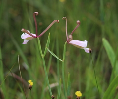 Cleistesiopsis oricamporum