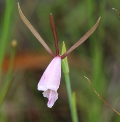Cleistesiopsis oricamporum