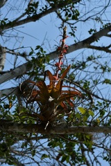 Tillandsia belloensis