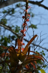 Tillandsia belloensis