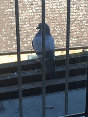 Columba livia domestica