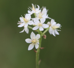 Stenanthium densum
