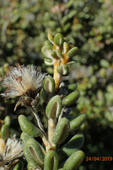 Olearia cymbifolia