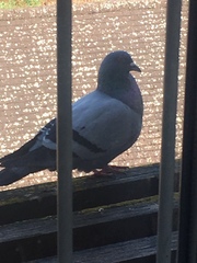Columba livia domestica