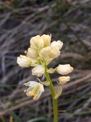 Toxicoscordion paniculatum