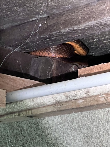 Brown Tree Snake sighting
