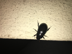 Scarabaeidae